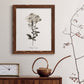 Sketchbook Leadwort - Barnwood Framed Canvas Print
