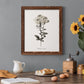 Sketchbook Leadwort - Barnwood Framed Canvas Print