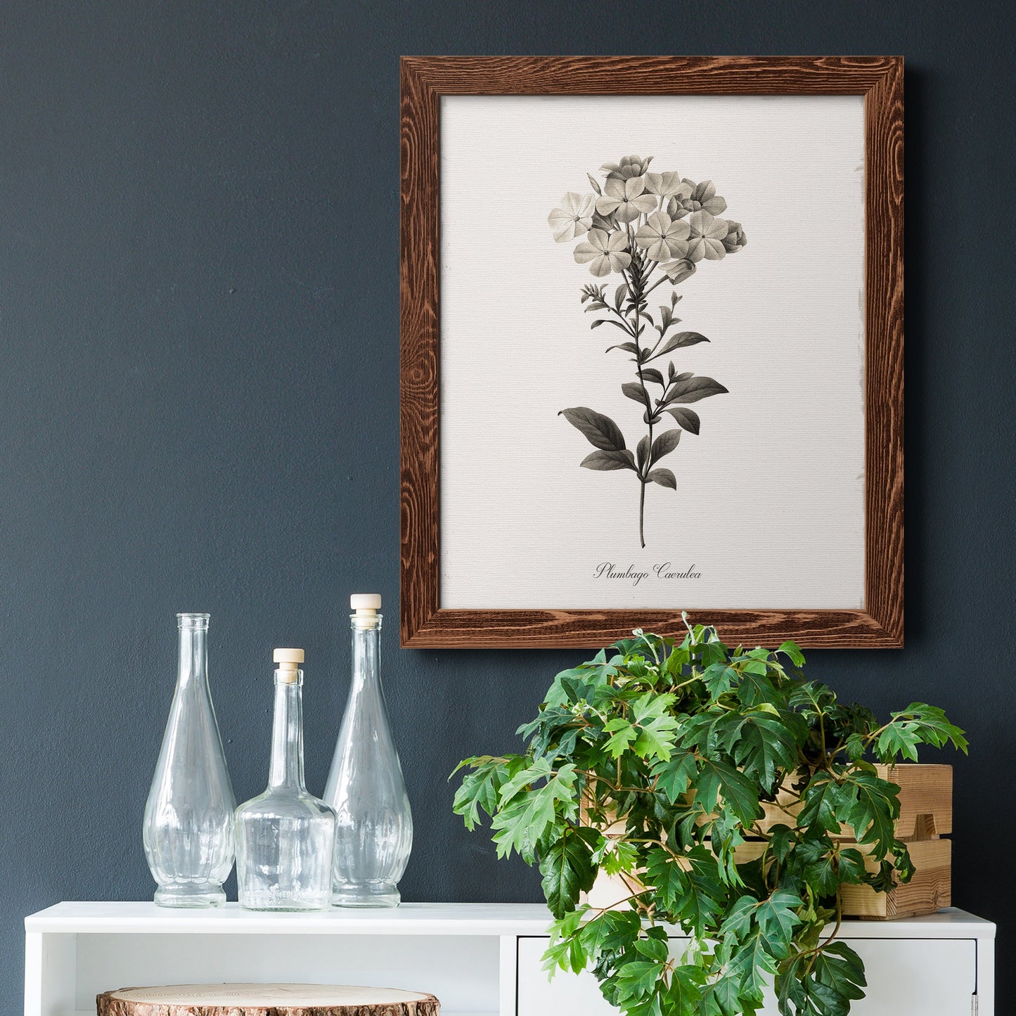 Sketchbook Leadwort - Barnwood Framed Canvas Print