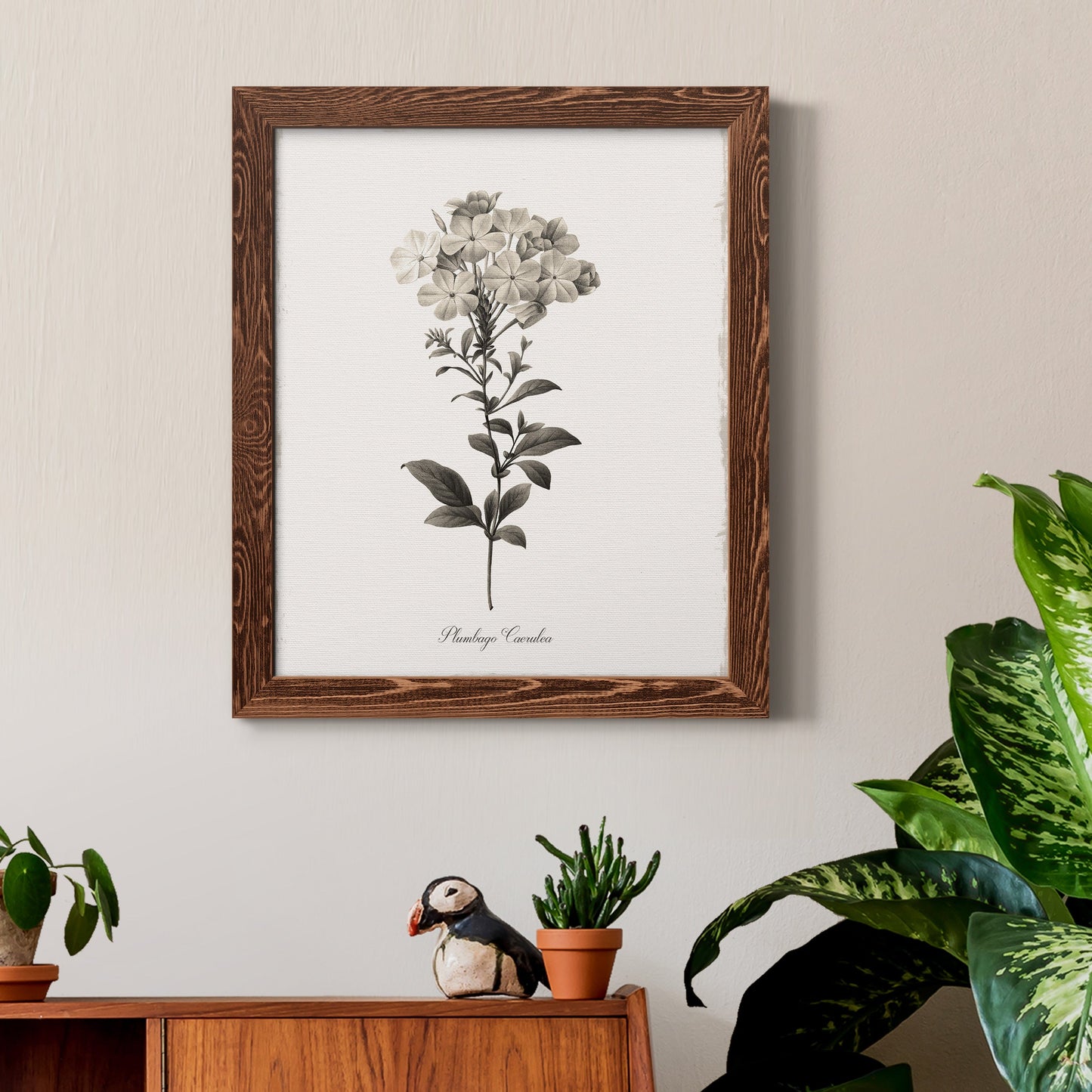 Sketchbook Leadwort - Barnwood Framed Canvas Print