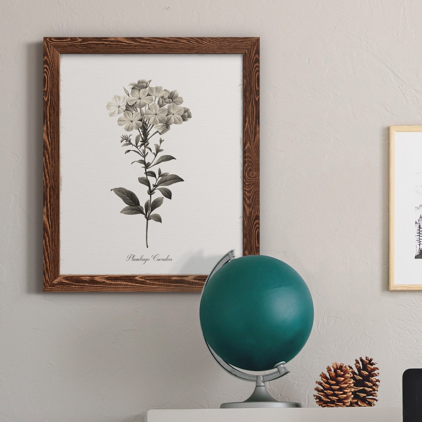 Sketchbook Leadwort - Barnwood Framed Canvas Print