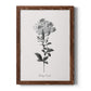 Simply Cape Leadwort - Barnwood Framed Canvas Print