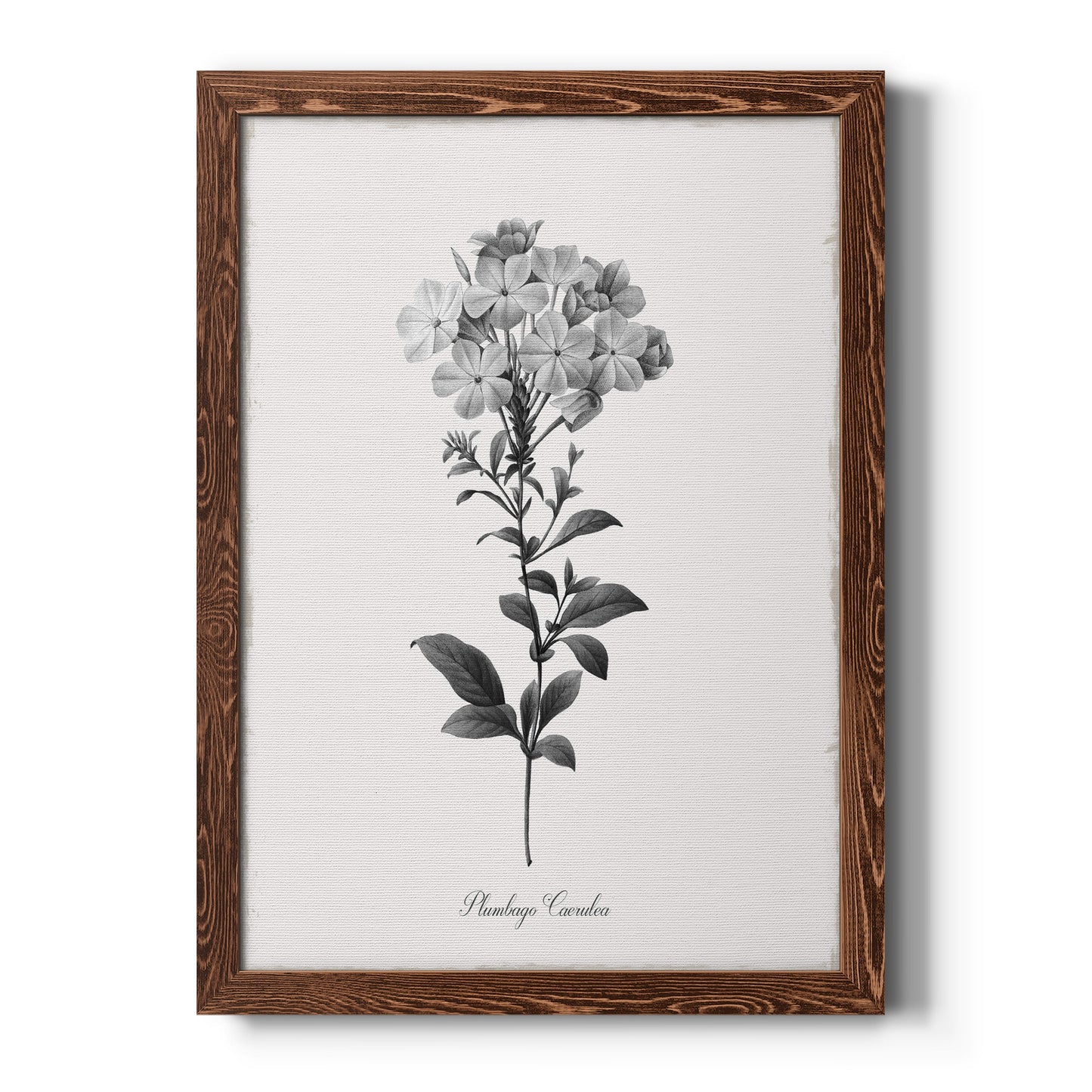 Simply Cape Leadwort - Barnwood Framed Canvas Print