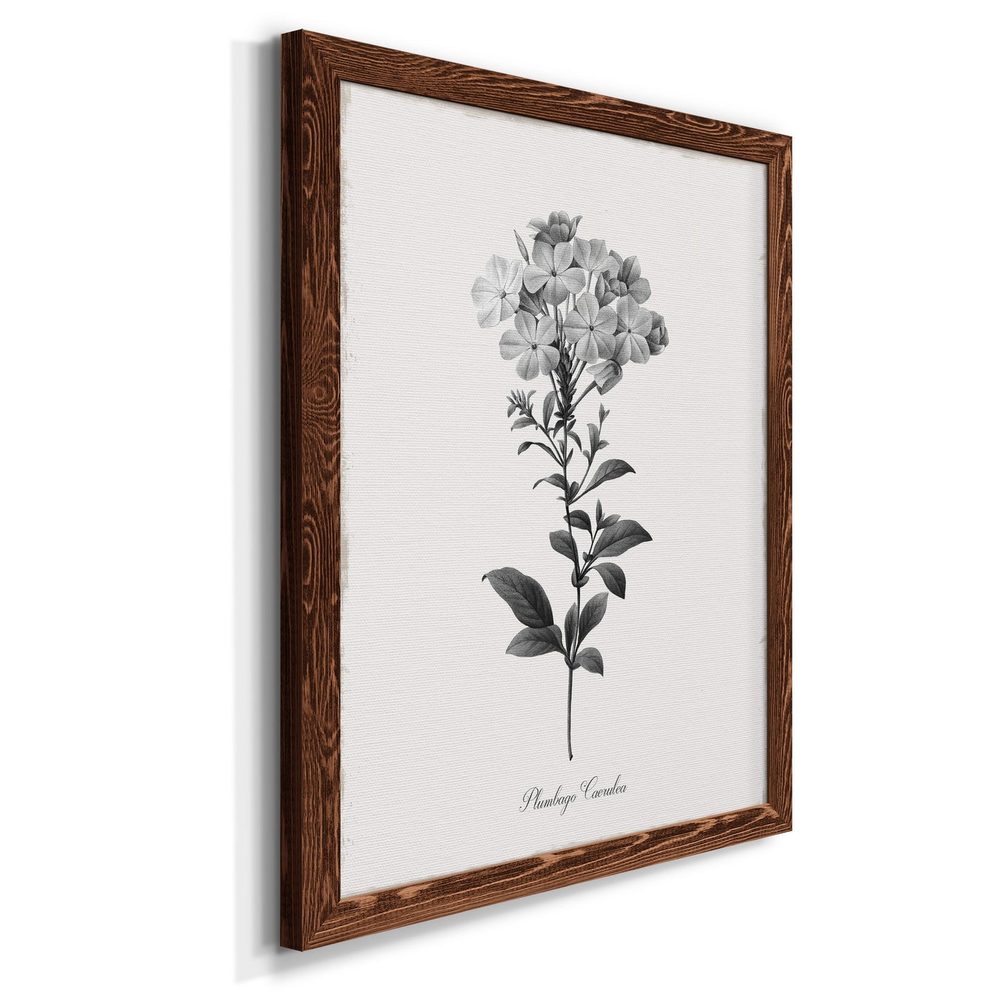 Simply Cape Leadwort - Barnwood Framed Canvas Print