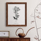 Simply Cape Leadwort - Barnwood Framed Canvas Print