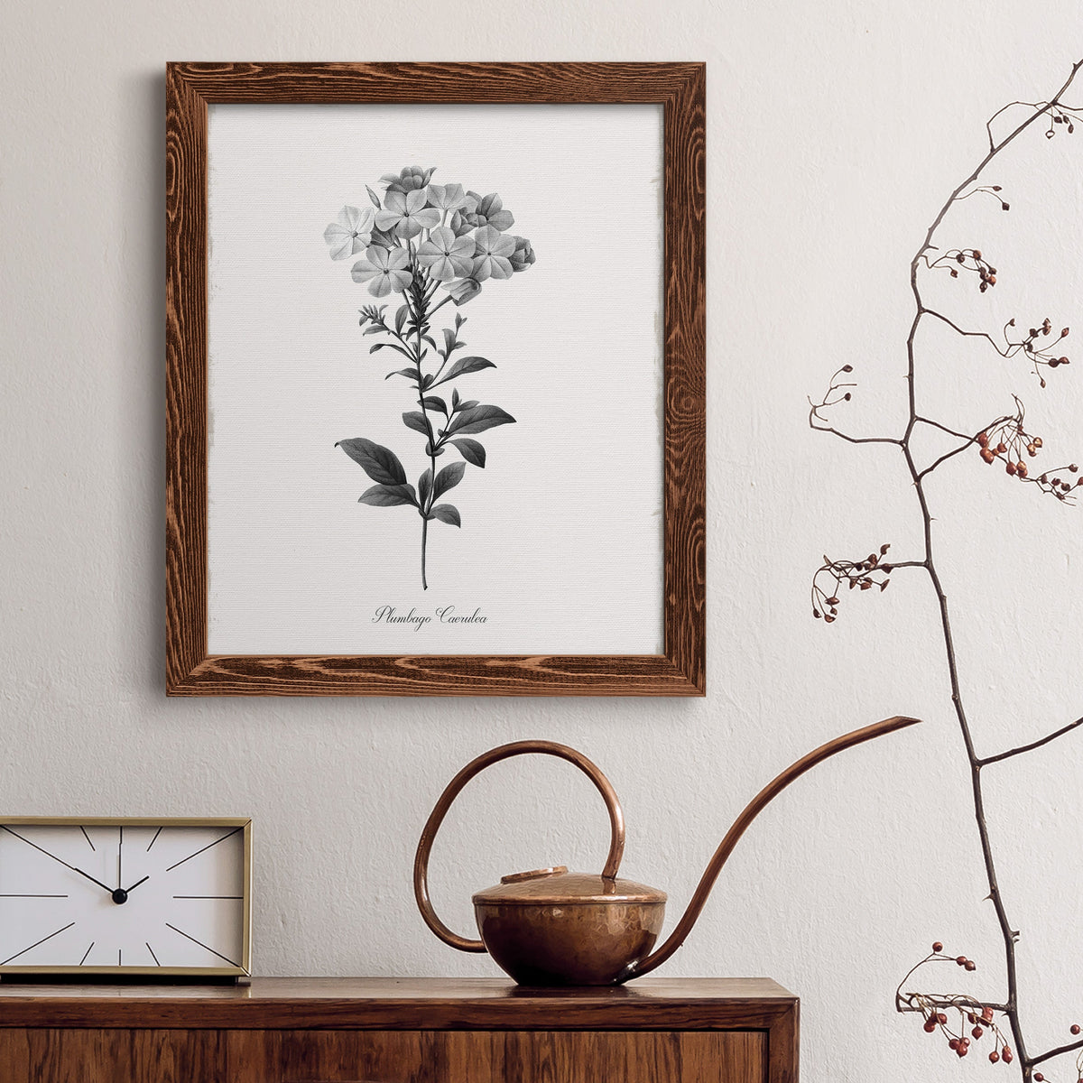 Simply Cape Leadwort - Barnwood Framed Canvas Print