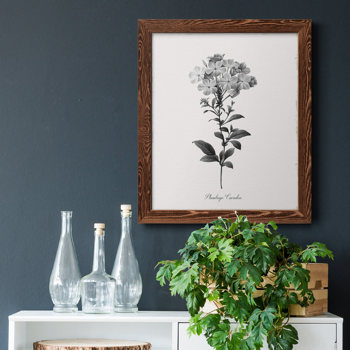 Simply Cape Leadwort - Barnwood Framed Canvas Print