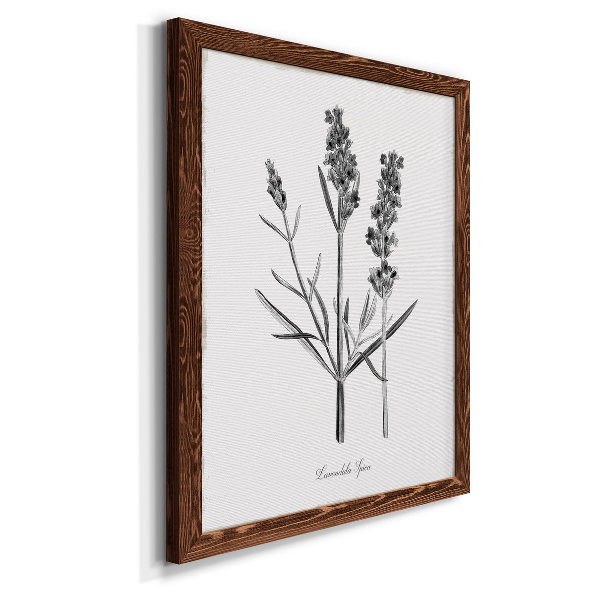 Simply Lavender - Barnwood Framed Canvas Print
