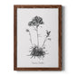 Simply Caladrinia - Barnwood Framed Canvas Print