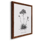Simply Caladrinia - Barnwood Framed Canvas Print