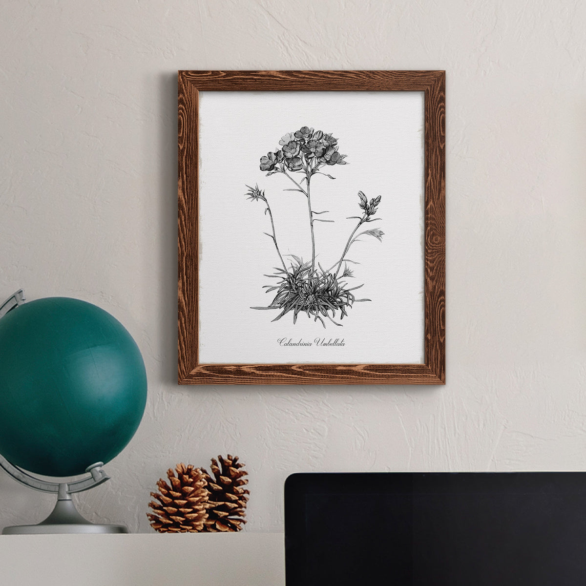 Simply Caladrinia - Barnwood Framed Canvas Print