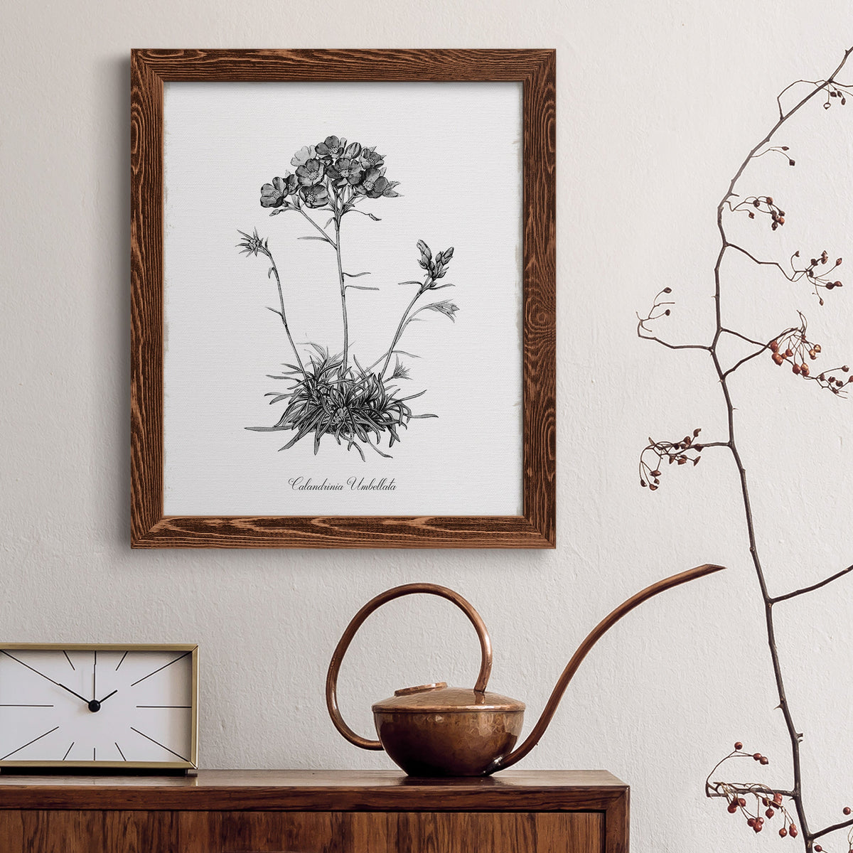 Simply Caladrinia - Barnwood Framed Canvas Print