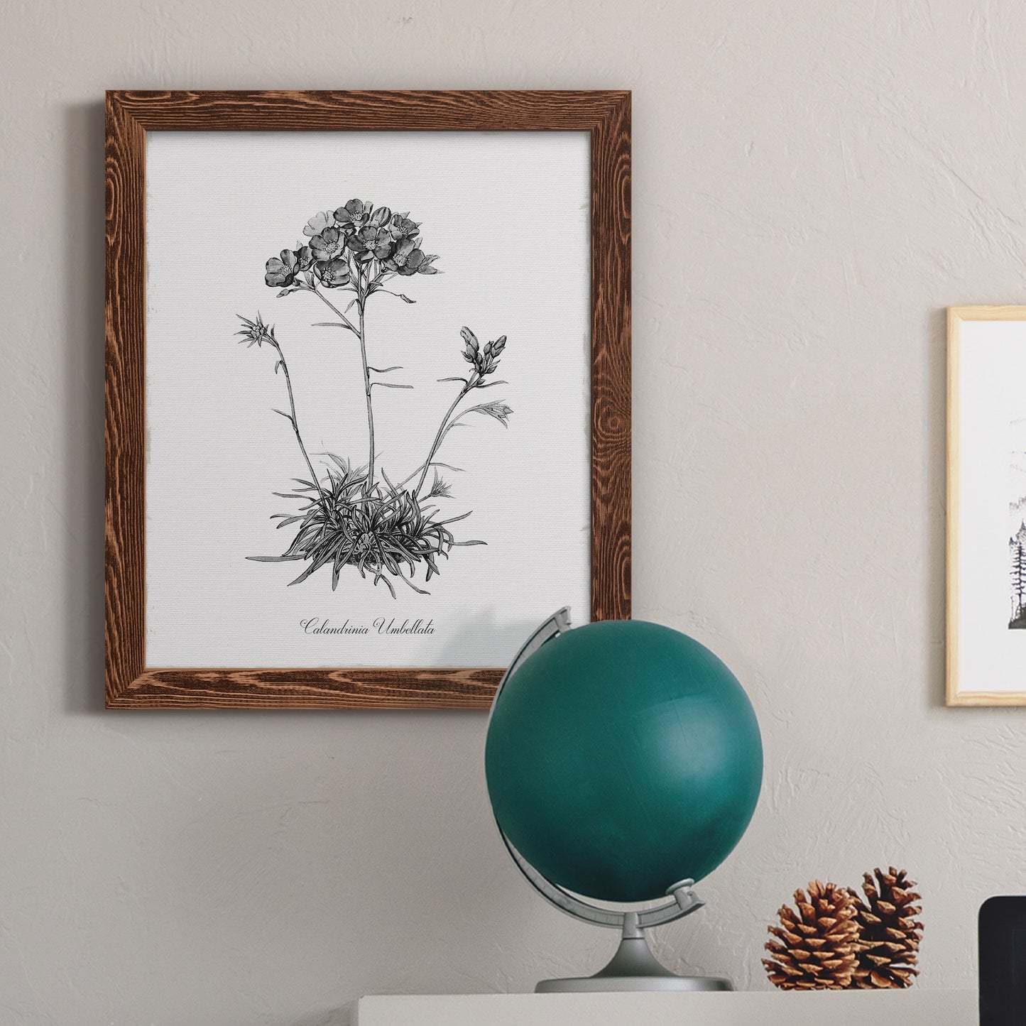 Simply Caladrinia - Barnwood Framed Canvas Print