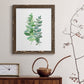 Eucalyptus II - Barnwood Framed Canvas Print