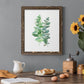 Eucalyptus II - Barnwood Framed Canvas Print