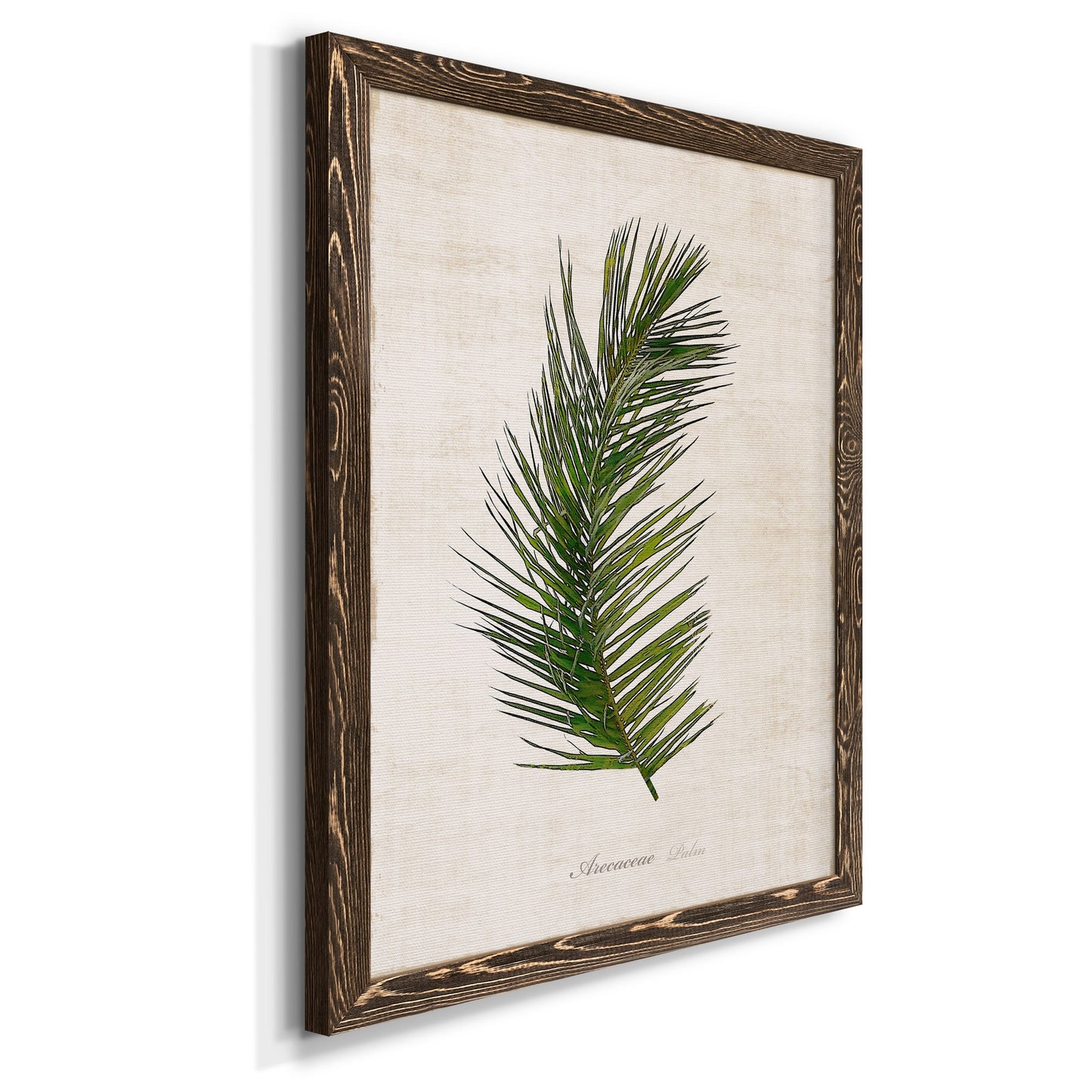 Palm Botanical II - Barnwood Framed Canvas Print