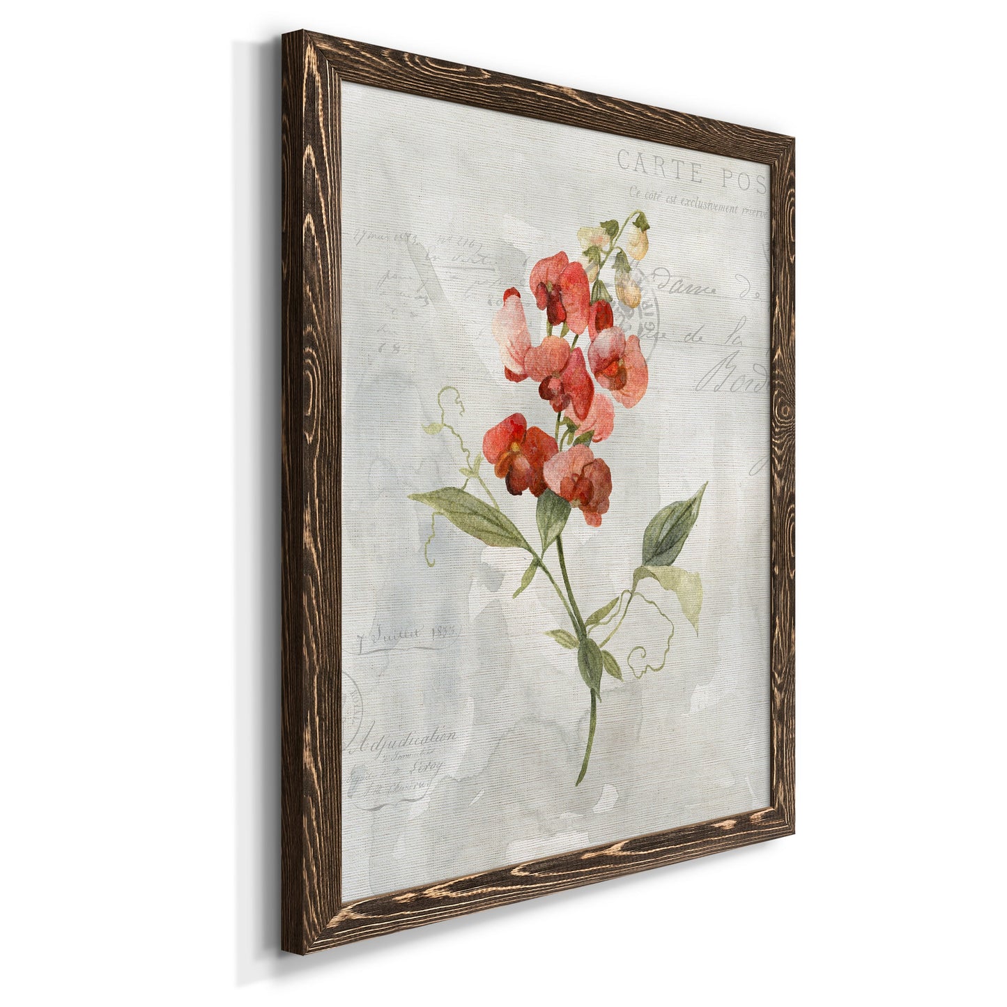 Linen Sweet Pea - Barnwood Framed Canvas Print