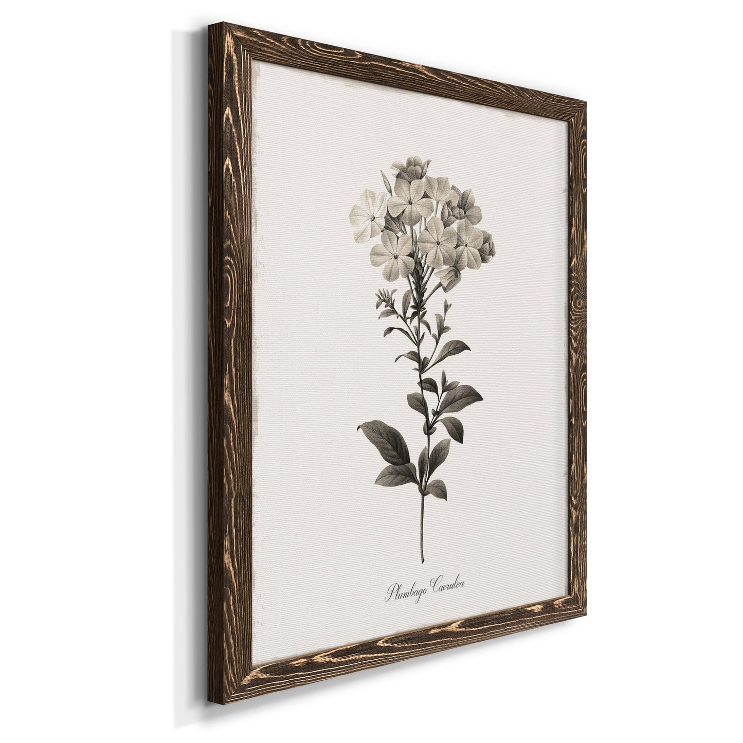 Sketchbook Leadwort - Barnwood Framed Canvas Print