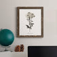 Sketchbook Leadwort - Barnwood Framed Canvas Print
