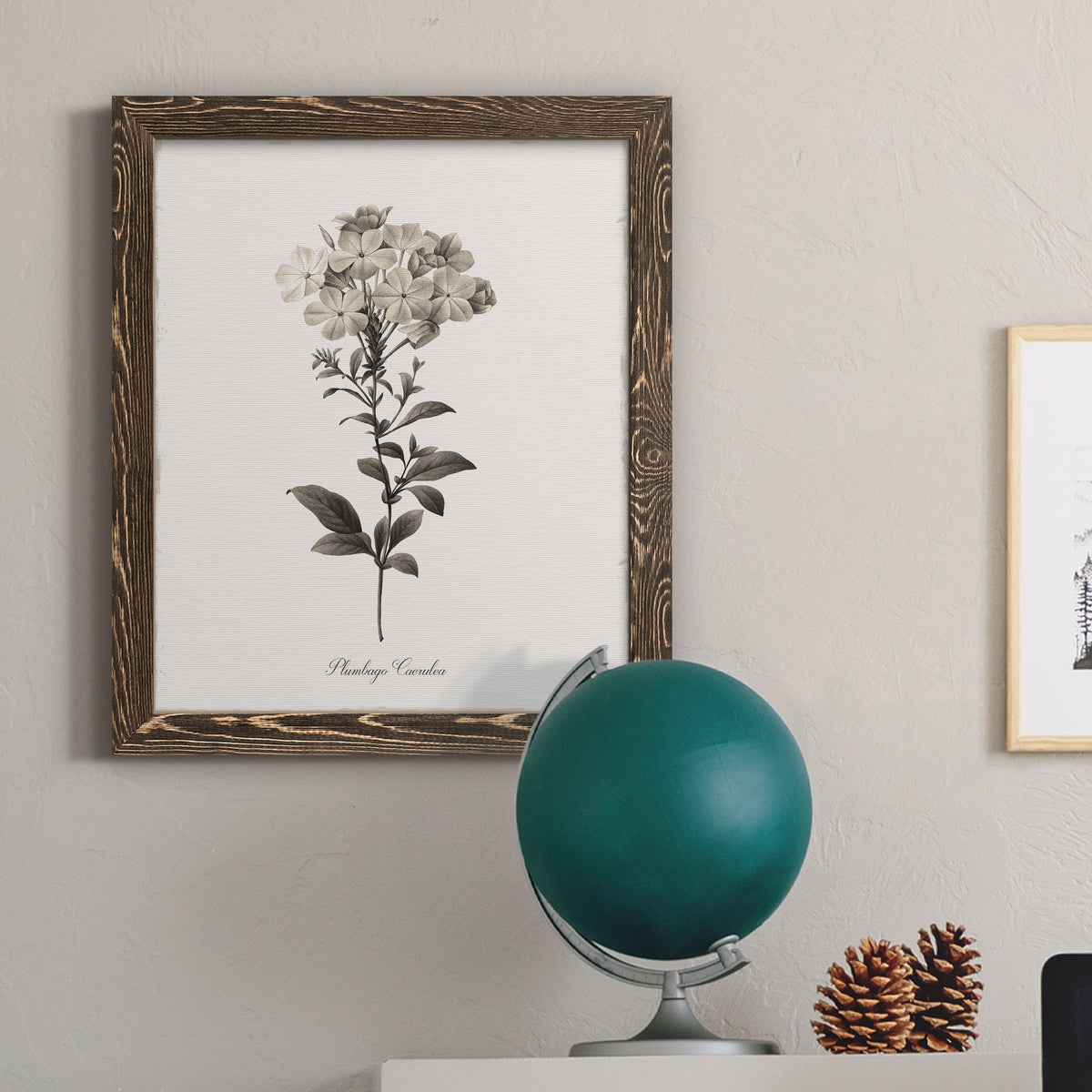Sketchbook Leadwort - Barnwood Framed Canvas Print