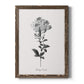 Simply Cape Leadwort - Barnwood Framed Canvas Print