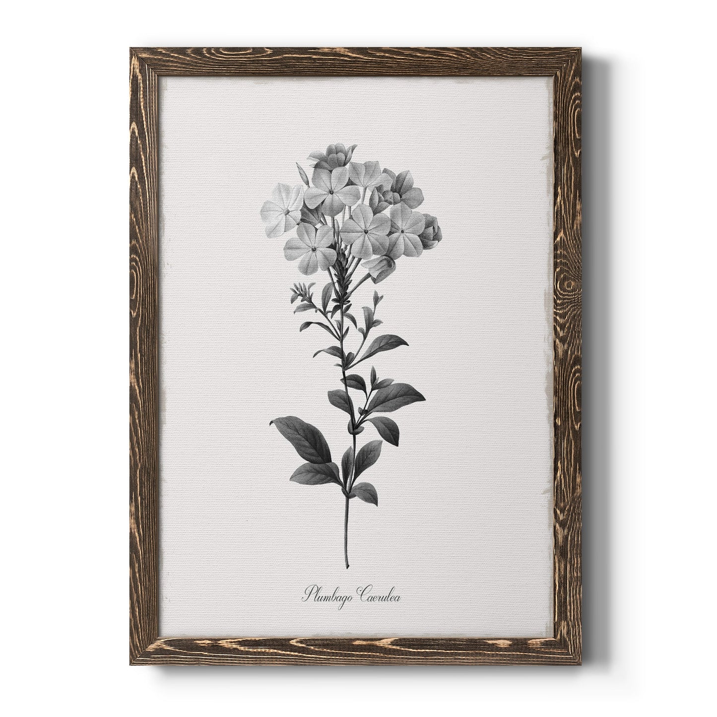 Simply Cape Leadwort - Barnwood Framed Canvas Print