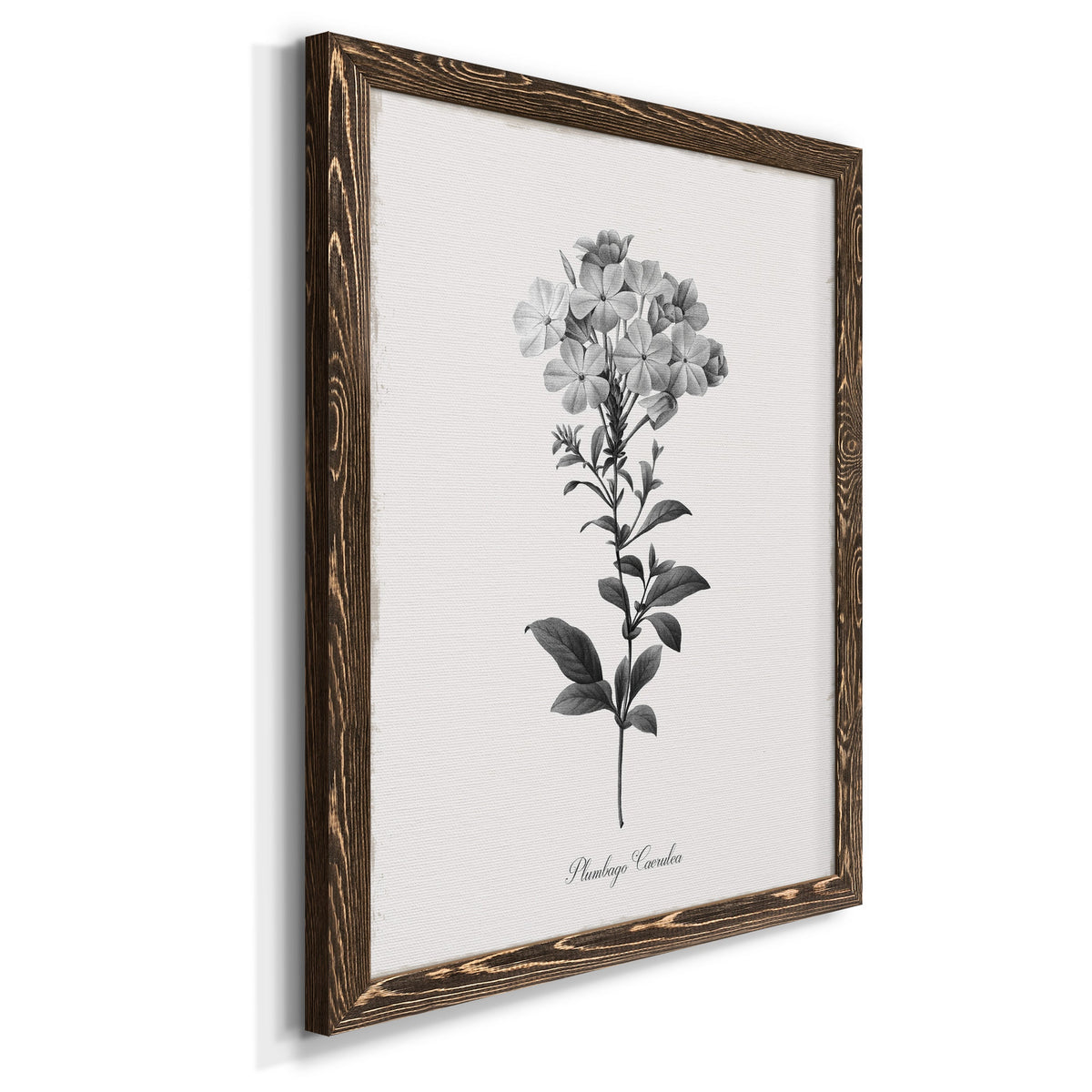 Simply Cape Leadwort - Barnwood Framed Canvas Print