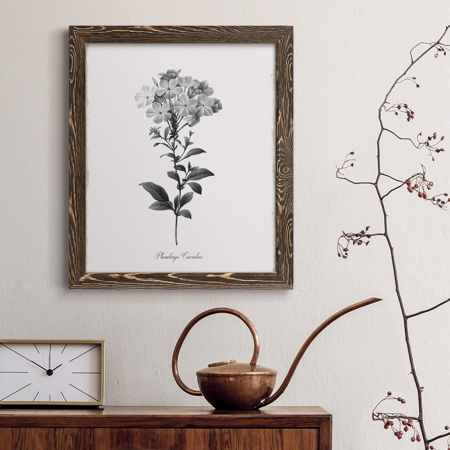 Simply Cape Leadwort - Barnwood Framed Canvas Print