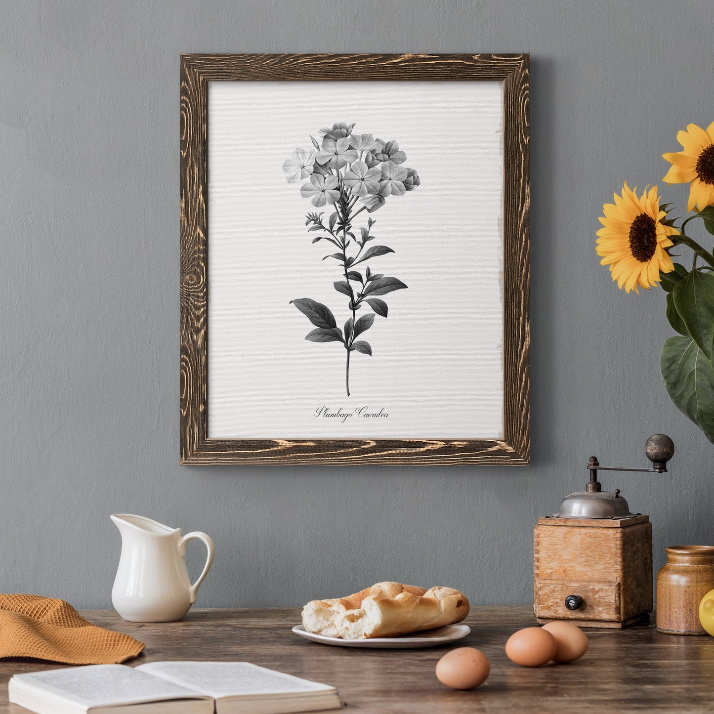 Simply Cape Leadwort - Barnwood Framed Canvas Print