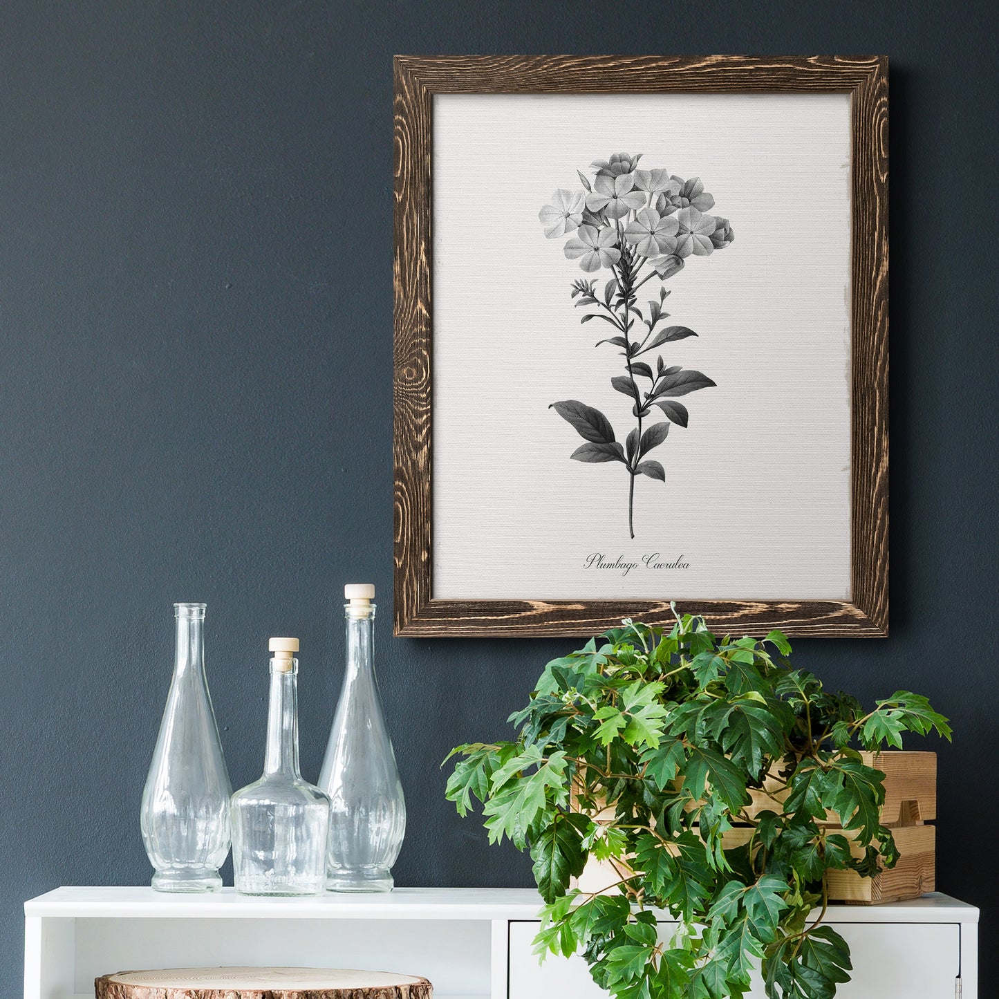 Simply Cape Leadwort - Barnwood Framed Canvas Print