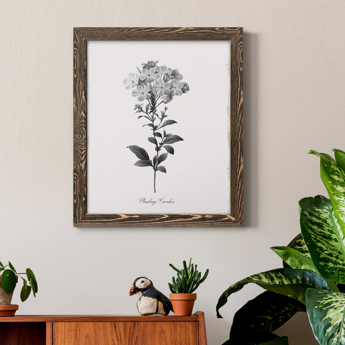 Simply Cape Leadwort - Barnwood Framed Canvas Print