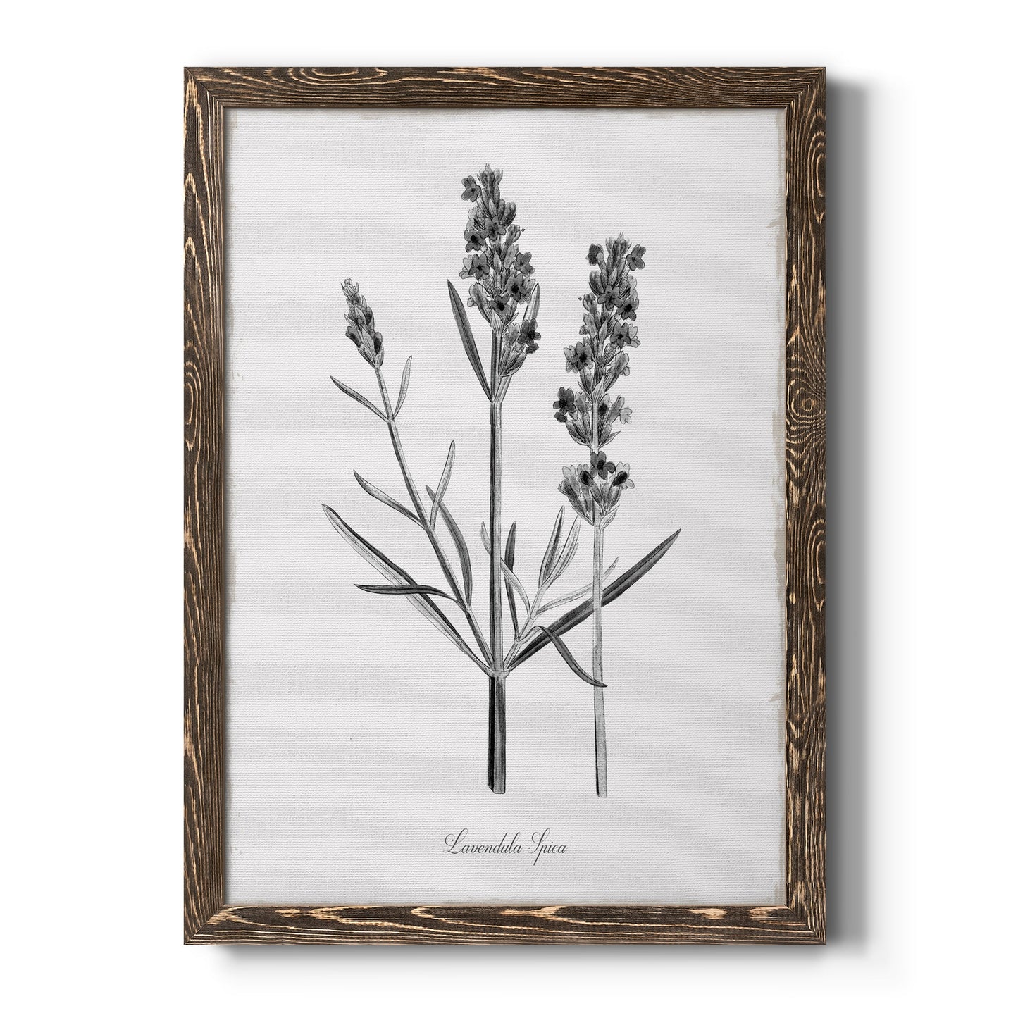 Simply Lavender - Barnwood Framed Canvas Print