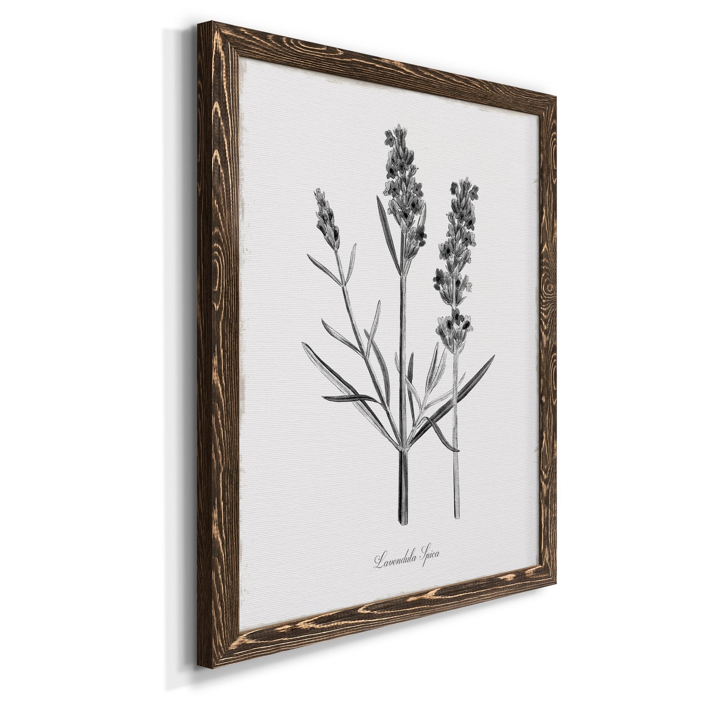 Simply Lavender - Barnwood Framed Canvas Print
