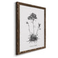 Simply Caladrinia - Barnwood Framed Canvas Print