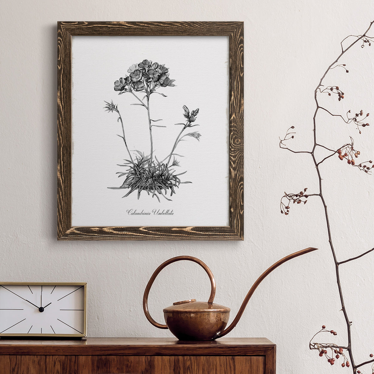 Simply Caladrinia - Barnwood Framed Canvas Print