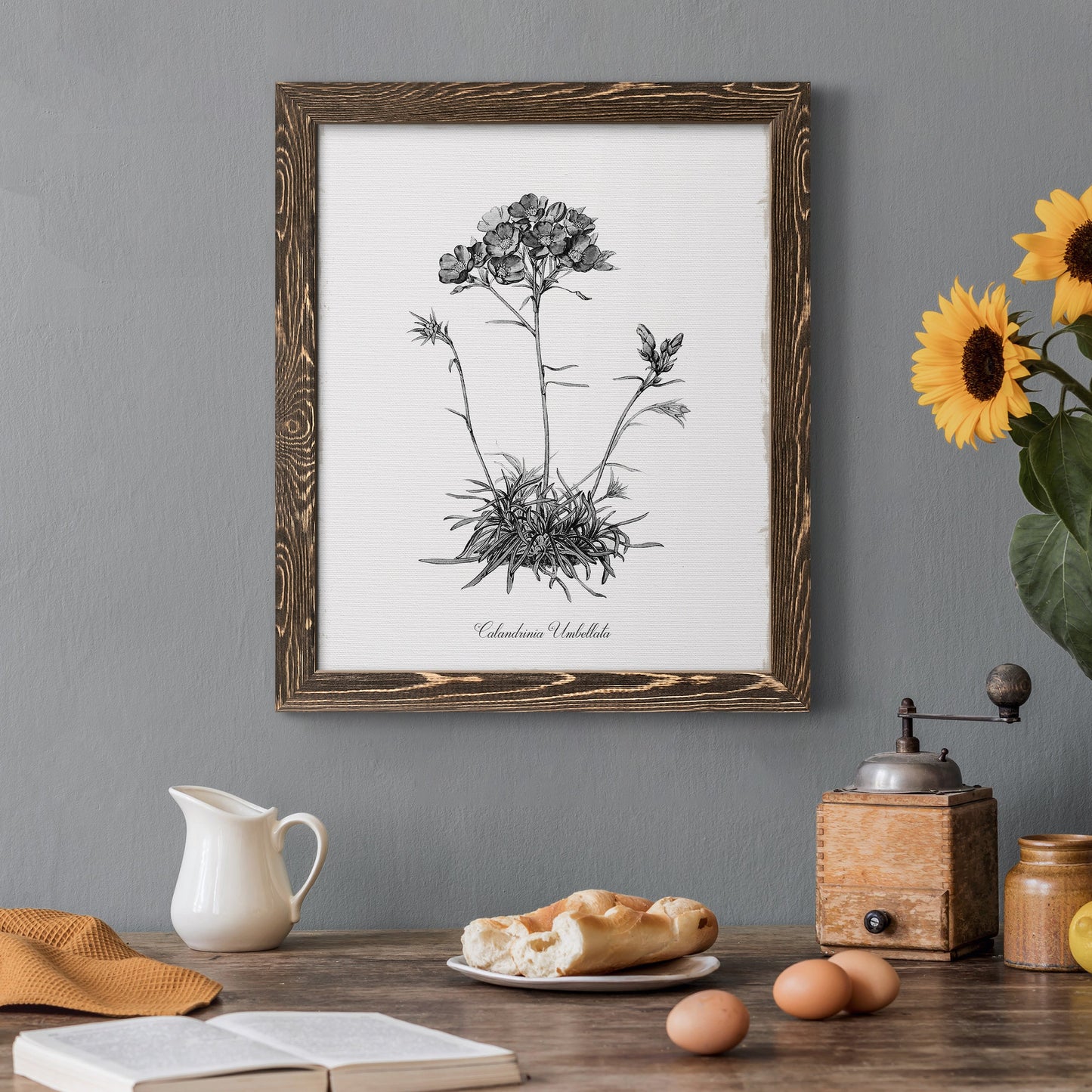 Simply Caladrinia - Barnwood Framed Canvas Print