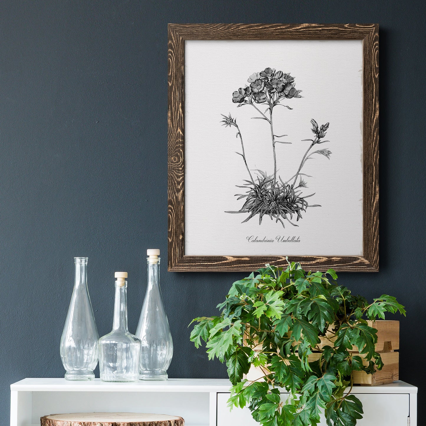 Simply Caladrinia - Barnwood Framed Canvas Print