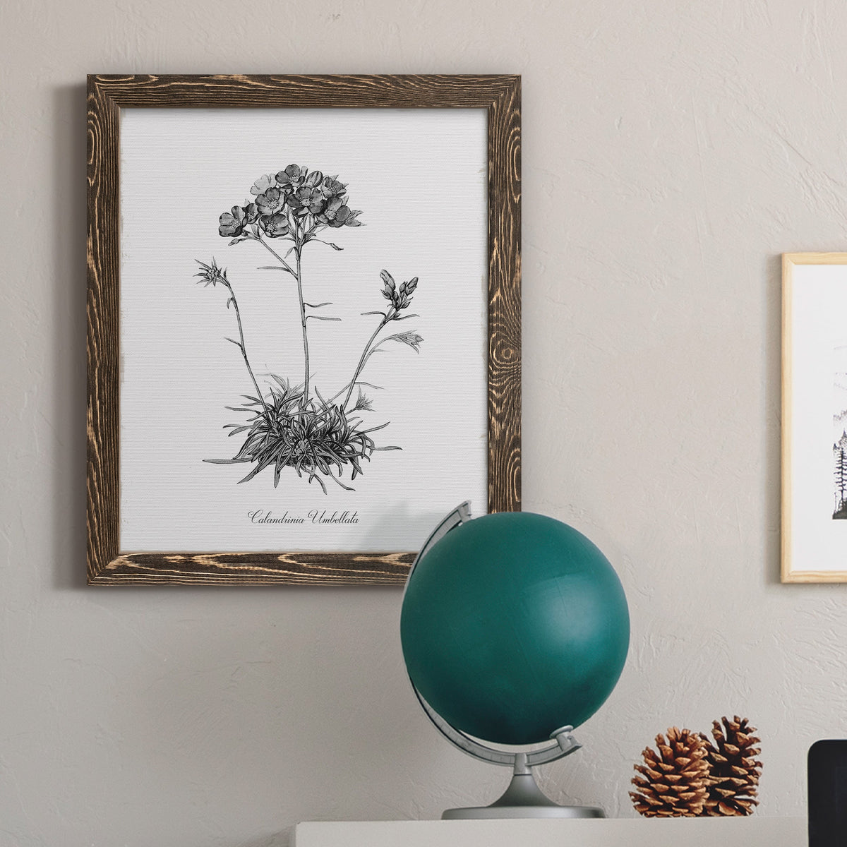 Simply Caladrinia - Barnwood Framed Canvas Print