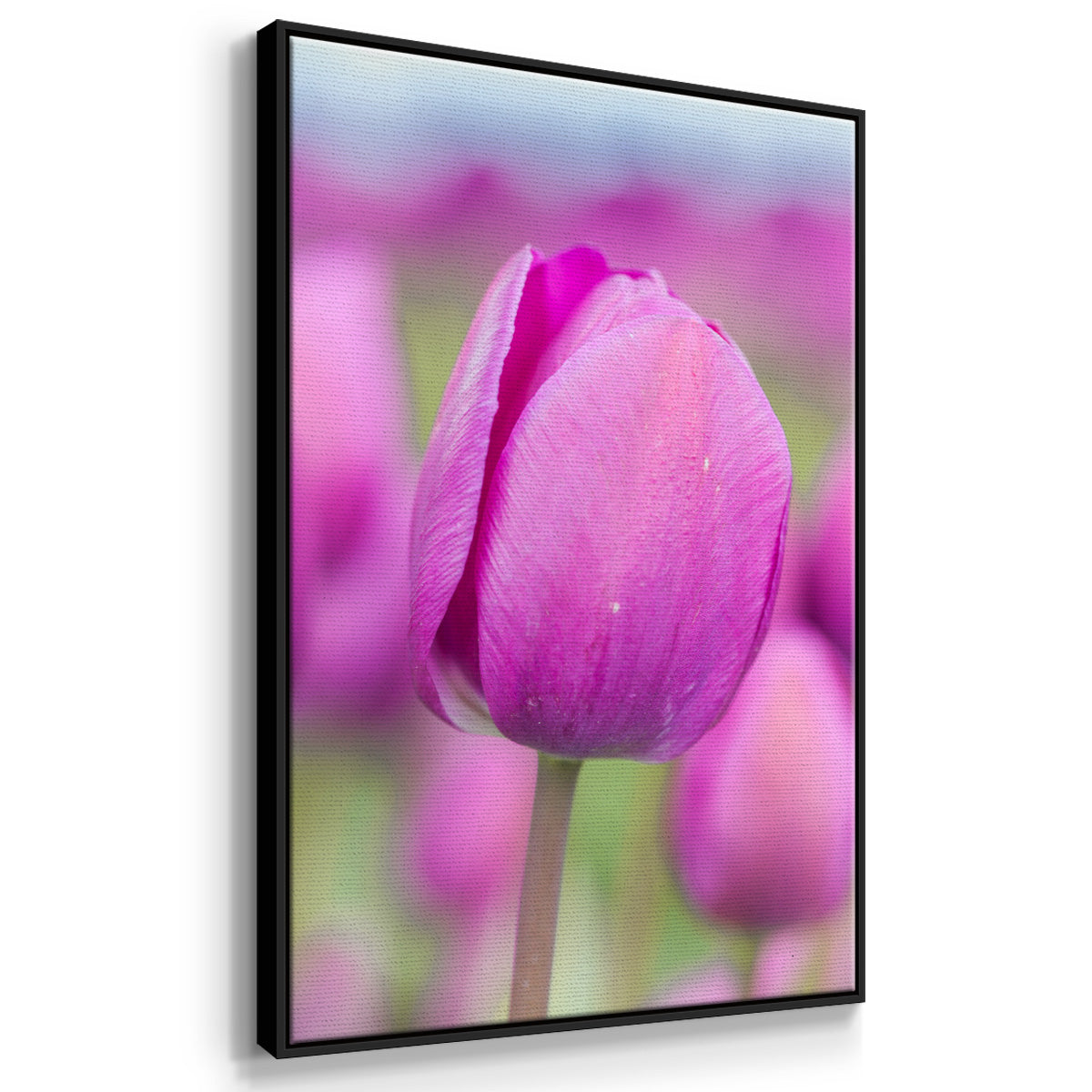 Magenta Stem - Floater Framed Canvas Print