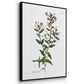Rose Botanical I - Floater Framed Canvas Set