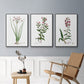 Rose Botanical I - Floater Framed Canvas Set