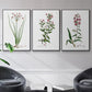 Rose Botanical I - Floater Framed Canvas Set