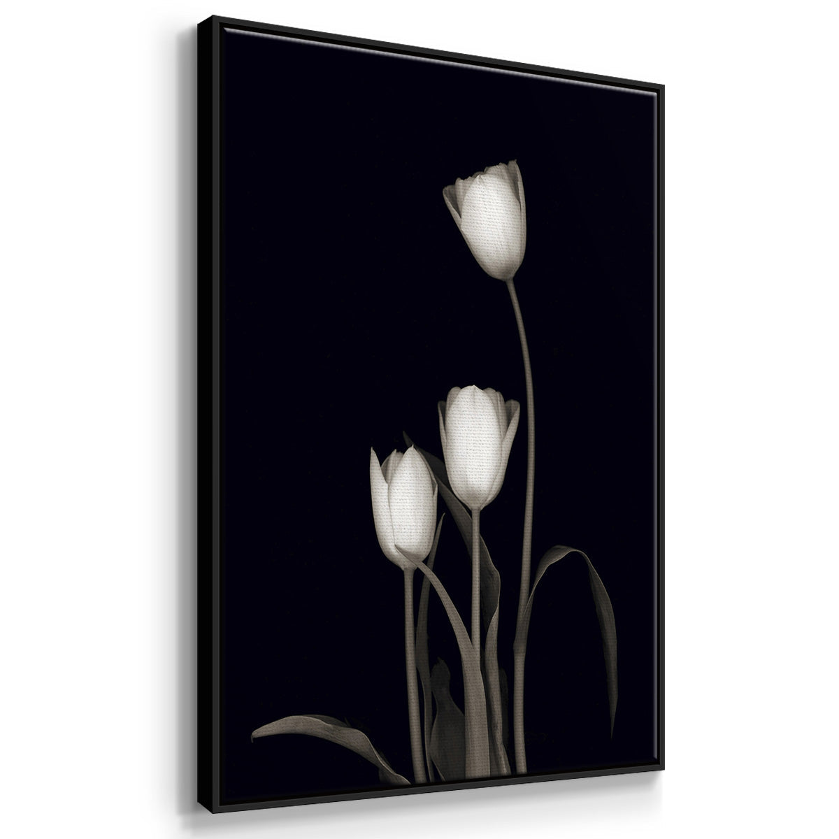 Tulip Pose I - Floater Framed Canvas Set