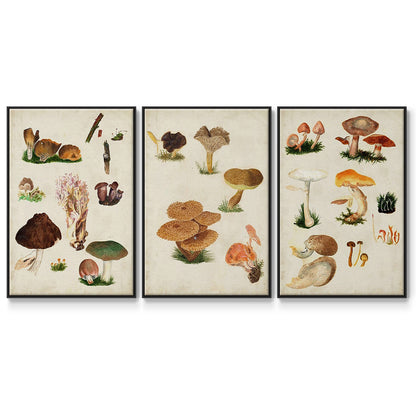 Mushroom Species IV - Floater Framed Canvas Set
