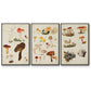 Mushroom Species X - Floater Framed Canvas Set