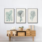 Antique Coastal Coral I - Floater Framed Canvas Set