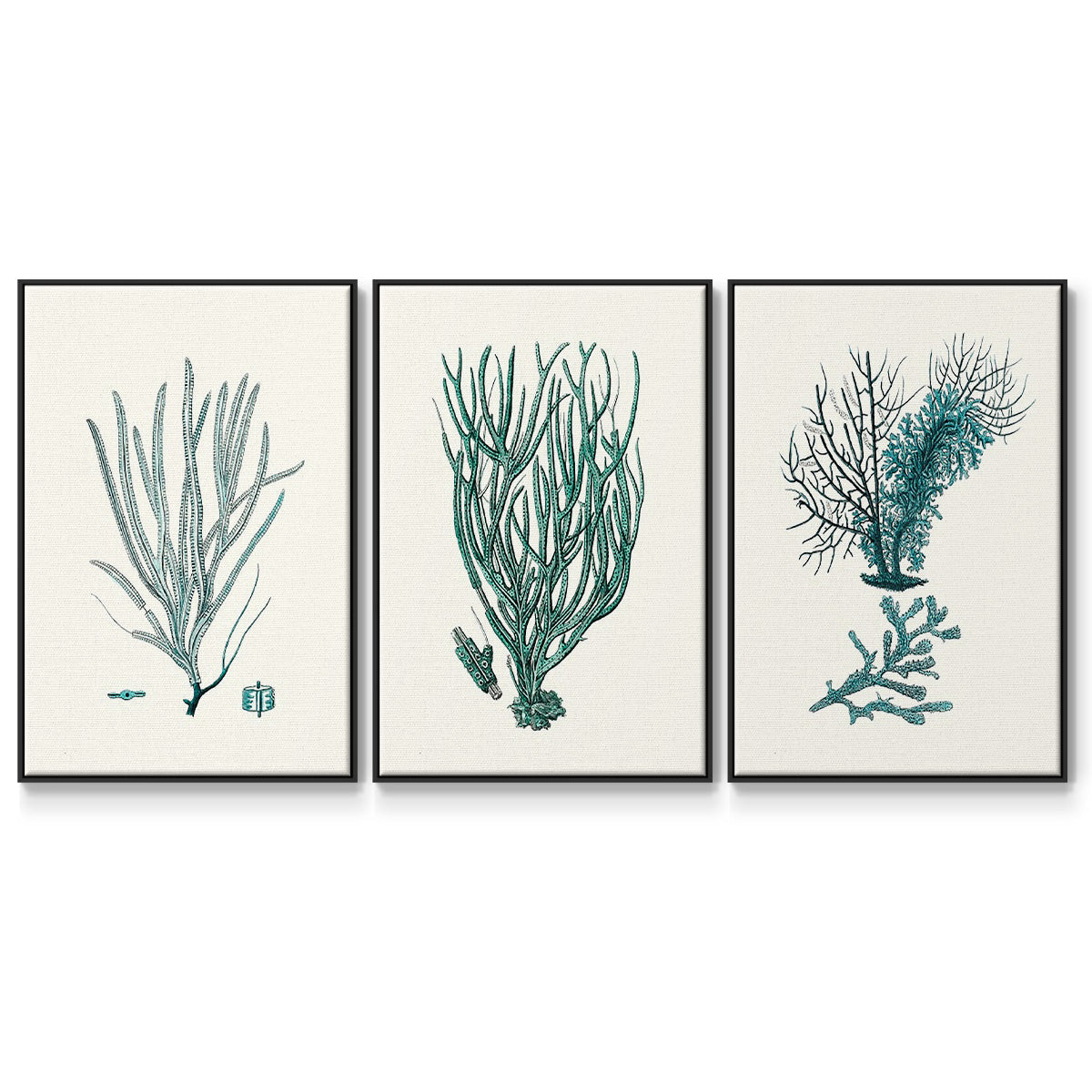 Antique Coastal Coral VI - Floater Framed Canvas Set