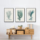 Antique Coastal Coral VI - Floater Framed Canvas Set