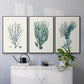 Antique Coastal Coral VI - Floater Framed Canvas Set
