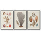 Knorr Shells & Coral I - Floater Framed Canvas Set